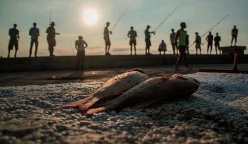 Close-up of fish with fishermen in background