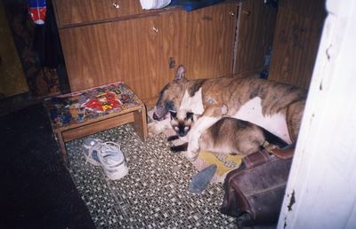 Dog sleeping on ground