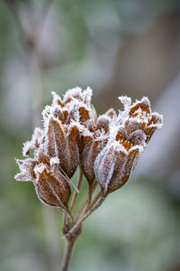 Close-up of frozen plant