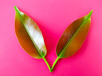 Directly above shot of green leaves on pink background