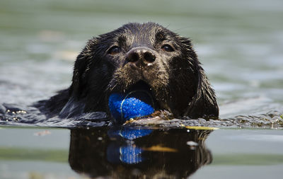 Portrait of black labrador carrying blue ball in river