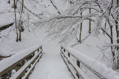 Snow covered land and trees during winter