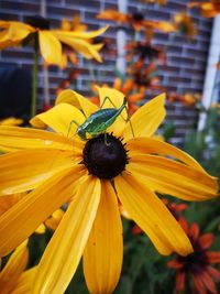 Close-up of yellow daisy flower