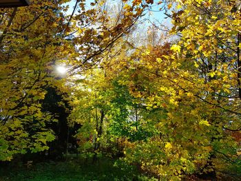 Low angle view of sunlight streaming through trees in forest during autumn