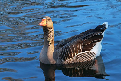 Duck swimming in lake