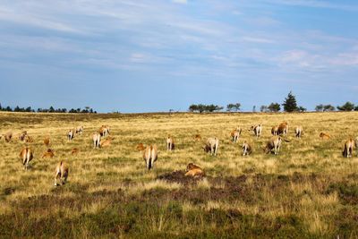 Horses on field against sky