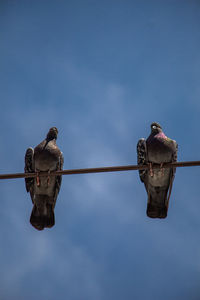 Low angle view of bird perching on cable against sky