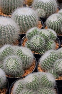 Full frame shot of succulent plants