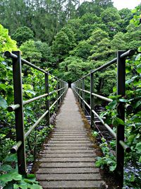 Footbridge amidst trees in forest