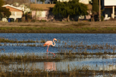 Bird in a lake