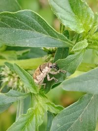 Close-up of insect on leaf