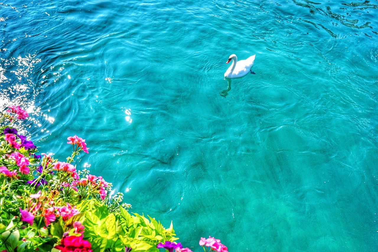 water, high angle view, rippled, swimming, floating on water, nature, waterfront, lake, blue, beauty in nature, pond, day, floating, tranquility, outdoors, no people, flower, freshness, elevated view, reflection