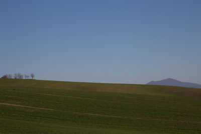 Scenic view of field against clear sky