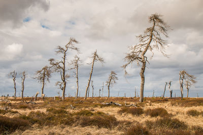 Trees on field against sky