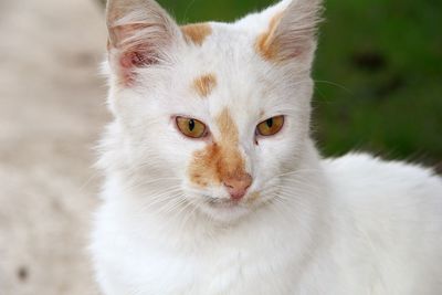 Close-up portrait of white cat