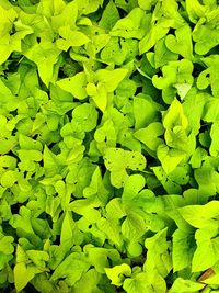 Full frame shot of green leaves