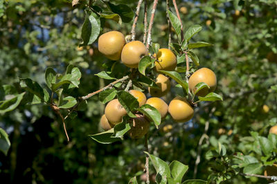 Close-up of fruits growing on tree