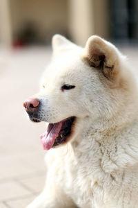 Close-up of dog looking away