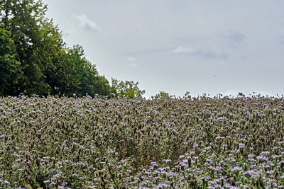 Scenic view of flowering plants on field against sky