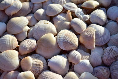 Full frame shot of shells