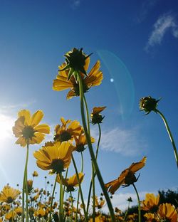 Close-up of bee flying over sunflower against sky