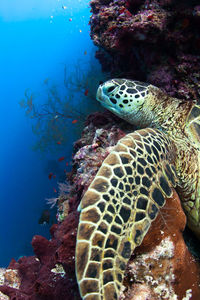 Underwater view of sea turtle relaxing on rock