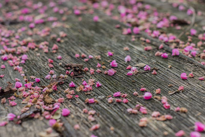 High angle view of pink flowering plant on table