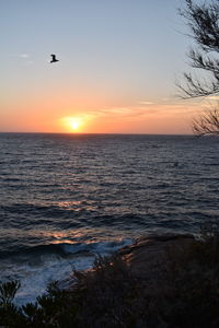 Bird flying over sea