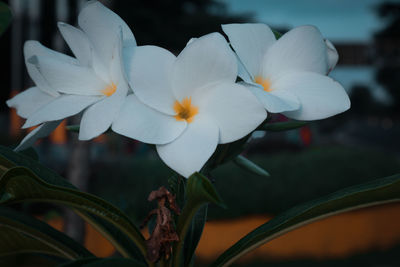 Close-up of white flowering plant