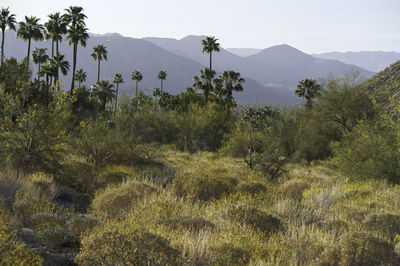 natural environment