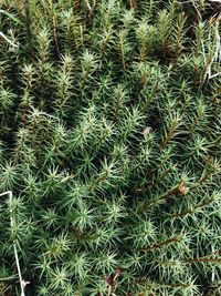 Full frame shot of succulent plants on field