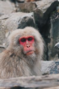 Monkey on rock