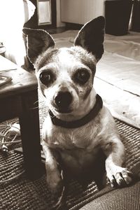 Close-up portrait of a dog