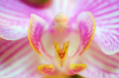 Macro shot of pink flower