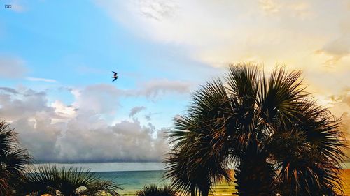 Low angle view of palm trees on beach against sky