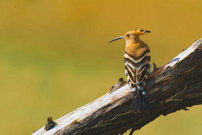 Close-up of hoopoe perching on branch