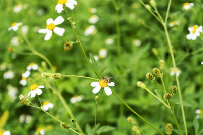 Close-up of insect on flower