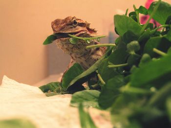 Close-up of bearded dragon feeding on leaf vegetable