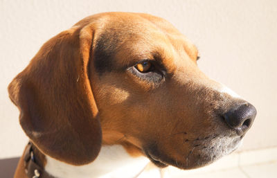 Close-up of dog looking away