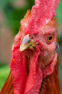 Close-up of a bird