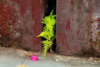 Close-up of pink flower plant on concrete wall