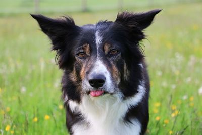 Close-up portrait of dog