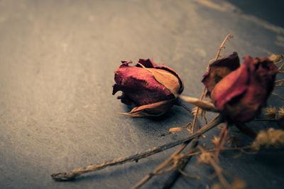 Close-up of dried roses on slate