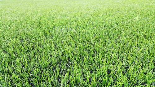 Full frame shot of green field