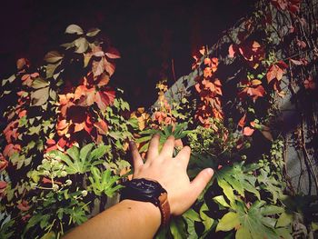 Cropped hand touching plants