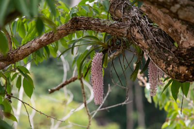 Close-up of berries on tree