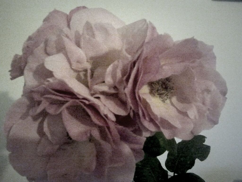 close-up, indoors, flower, freshness, rose - flower, still life, petal, fragility, flower head, no people, studio shot, rose, nature, dry, table, focus on foreground, high angle view, plant, beauty in nature, leaf