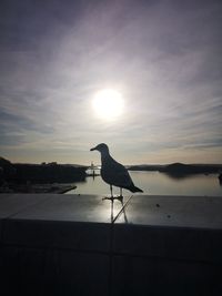 Seagull perching on a sea