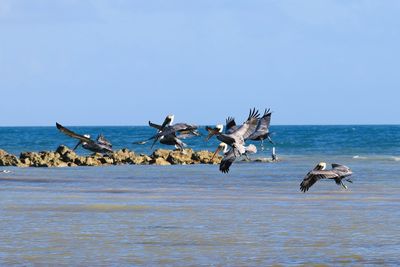 Seagulls flying over sea against sky