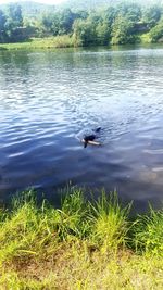 Swan swimming in lake